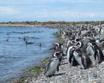 Llegan los primeros Pingüinos de Magallanes a Puerto Deseado