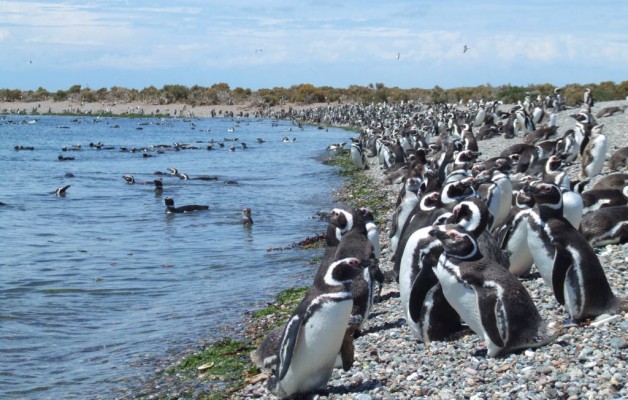 Llegan los primeros Pingüinos de Magallanes a Puerto Deseado