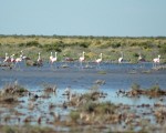 Las Lagunas de Guanacache en San Luis