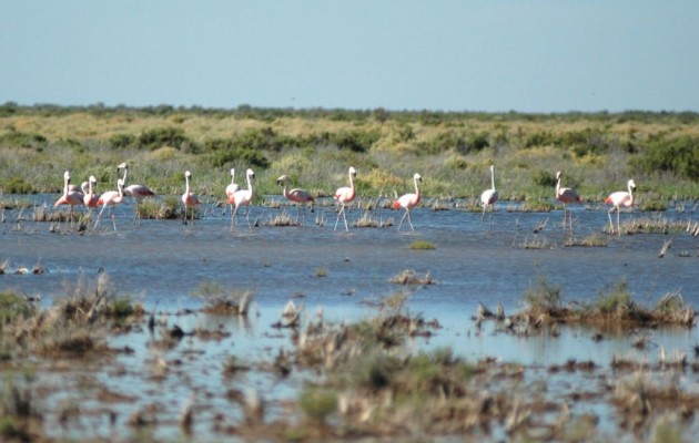 Las Lagunas de Guanacache en San Luis