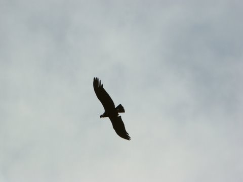 Vuelo del cóndor