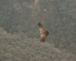 El vuelo del Cóndor en la provincia de La Rioja