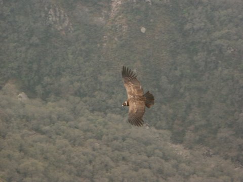 El vuelo del Cóndor en la provincia de La Rioja