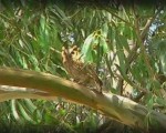 La Reserva Natural del Iberá , uno de los humedales de agua dulce más importantes de la Argentina