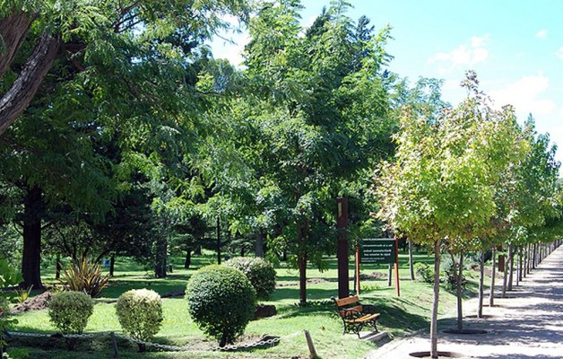 En San Luis se plantan nueve árboles por cada habitante