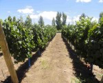 La Fiesta del Sol 2012 y el vino argentino como bebida nacional
