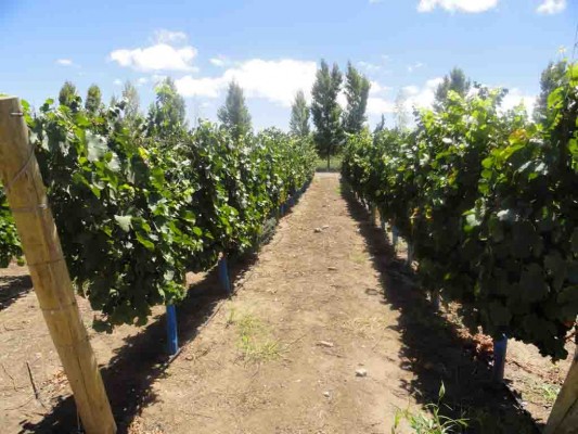 Vides sanjuaninas, cuna del vino Bebida Nacional 