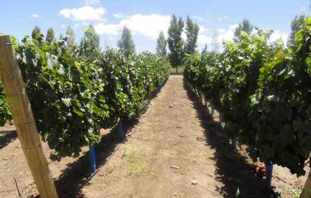 La Fiesta del Sol 2012 y el vino argentino como bebida nacional