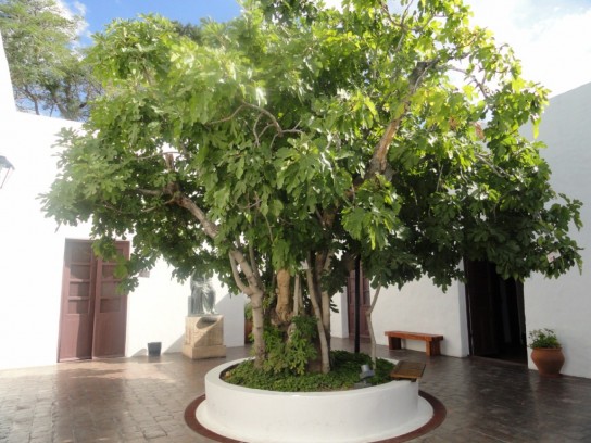 Árbol Histórico. Casa natal de Domingo Faustino Sarmiento