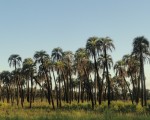 En el Parque Nacional El Palmar, se observan las aves en senderos y miradores