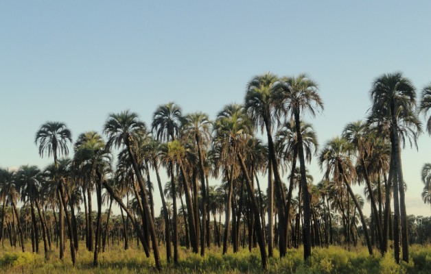 En el Parque Nacional El Palmar, se observan las aves en senderos y miradores