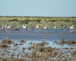 Las Lagunas de Guanacache fueron el último asentamiento de Los Huarpes