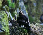 España, un lugar de encuentro para los amantes y observadores de los pájaros