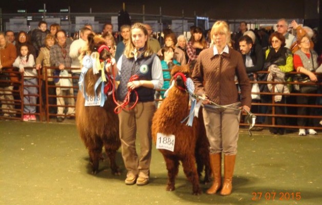 La cabaña Lama Malal, sumó premios en La Rural de Palermo