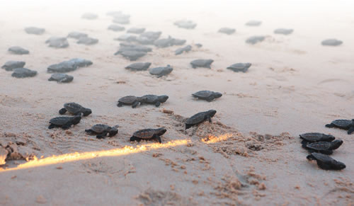 Tortugas marinas, visitan el balneario de Pernambuco en Porto de Galinhas