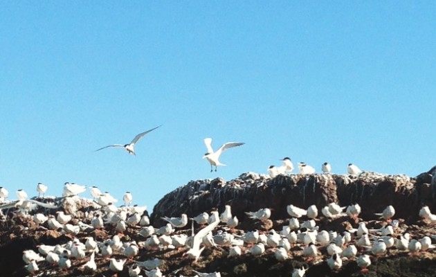 Los pingüinos de penacho amarillo atraen a los turistas en Puerto Deseado