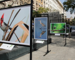 La muestra fotográfica “Aves de la Argentina” llega a Concordia