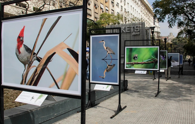 La muestra fotográfica “Aves de la Argentina” llega a Concordia