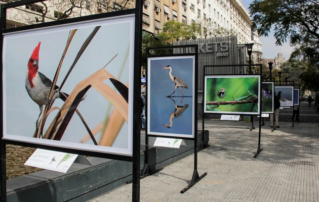 La muestra fotográfica “Aves de la Argentina” llega a Concordia