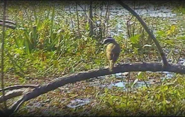 “Iberá por un día”, una oferta turística que recorre los Humedales correntinos