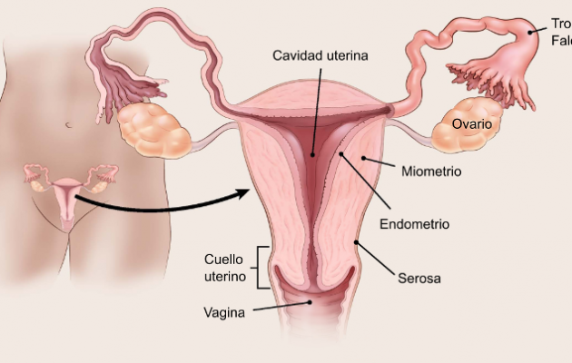 OSPAÑA y la concientización sobre el cáncer de ovario