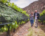 La Rioja participa en Evinor 2021; el  encuentro más representativo de la vitivinicultura del noroeste argentino