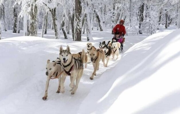 El Bosque de los Huskies; una reserva donde viven los amigables perros de trineo, en San Martín de los Andes