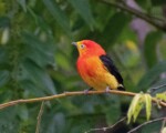 Yerba Mate CAÁ: un cultivo misionero, amigo de las aves