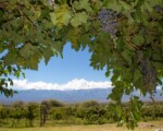 La Ruta del Vino de Tucumán, una variedad de vino Torrontés, Malbec, Cabernet Sauvignon, Bonarda y Tannat