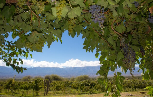 La Ruta del Vino de Tucumán, una variedad de vino Torrontés, Malbec, Cabernet Sauvignon, Bonarda y Tannat