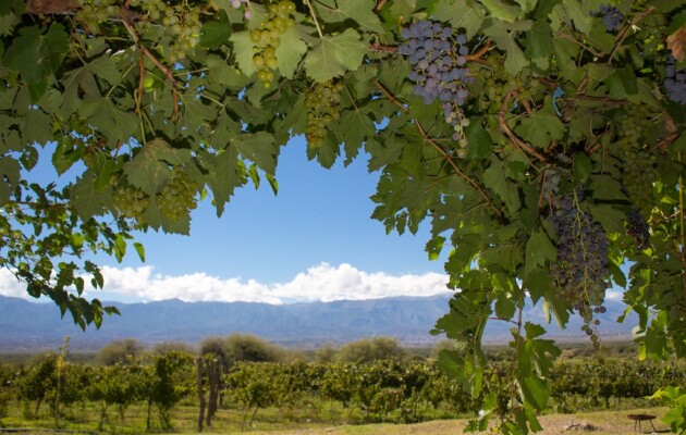 La Ruta del Vino de Tucumán, una variedad de vino Torrontés, Malbec, Cabernet Sauvignon, Bonarda y Tannat