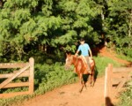 La Granja Sapucay organiza paseos ecológicos a caballo en la Selva Iryapú de Puerto Iguazú